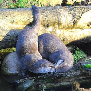 Asian Small-clawed otters 13-12-14