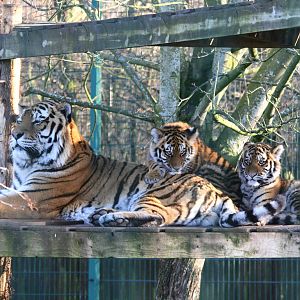 Amur tigers 13-12-14