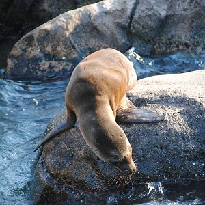 California Sea Lion Pup