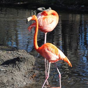 American Flamingos