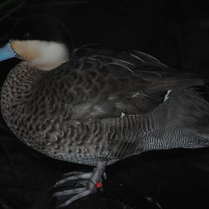 Puna Teal
