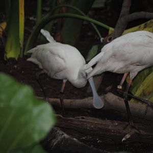African Spoonbill