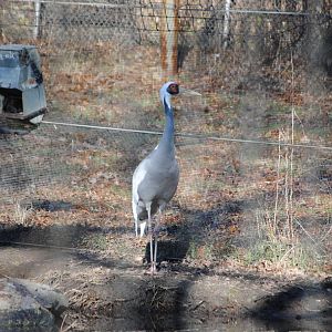 White-Naped Cranes