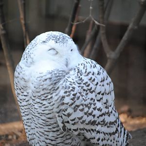 Snowy Owl