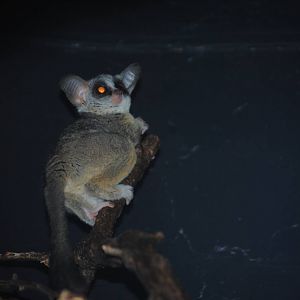 Mohol Bushbaby
