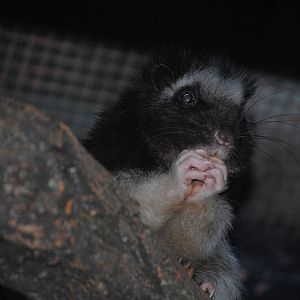 Northern Luzon Giant Cloud Rat