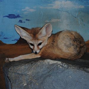 Fennec Fox