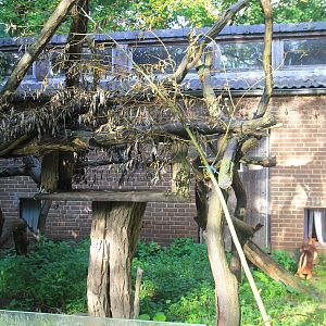 Goodfellow\'s Tree-kangaroos second enclosure