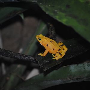 Panamanian Golden Frog