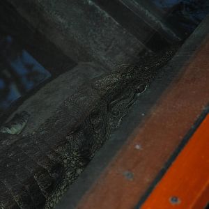 Nile Crocodile