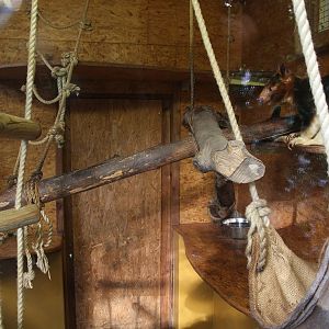 Goodfellow's Tree-kangaroo - female "Summer", October 2014