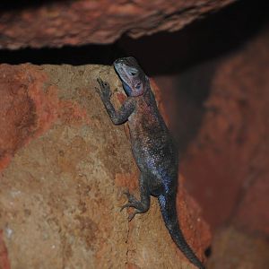 Mwanza Flat-Headed Rock Agama.
