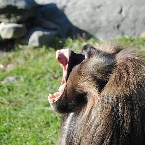Gelada