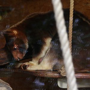 Goodfellow\'s Tree-kangaroo - female 'Summer', October 2014