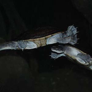 Roti Island Snake-Necked Turtles