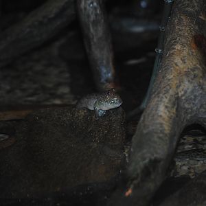 Atlantic Mudskipper