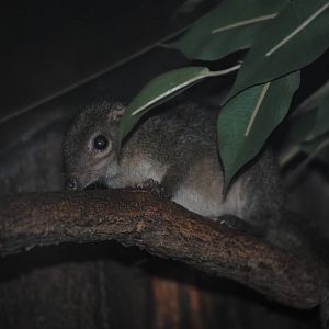 Common Treeshrew