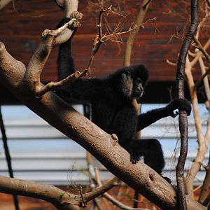 Northern White-Cheeked Gibbon