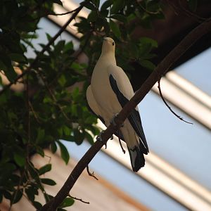 Pied Imperial Pigeon