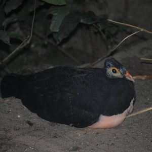 Maleo