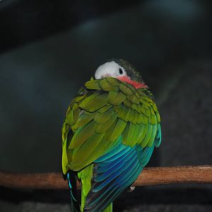 Cuban Amazon