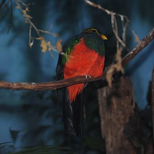 Golden-Headed Quetzal