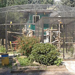 Blue and Gold macaw aviary