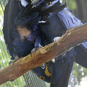 Hyacinthine macaws