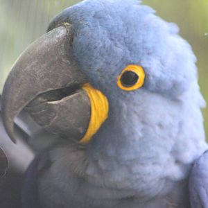 Hyacinthine macaw