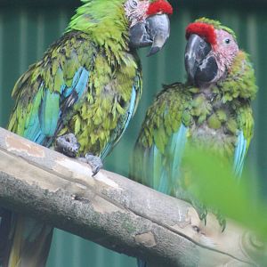 Bad-looking macaws