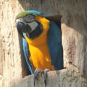 Blue and Gold macaw