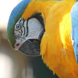 Blue and Gold macaw