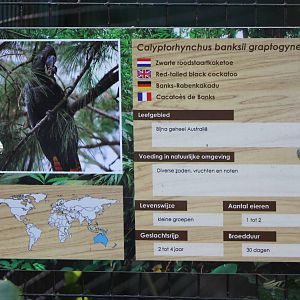 Sign Red-tailed cockatoo