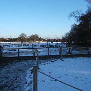 View of Hunting Dog enclosure