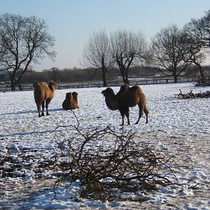 Bactrian Camels