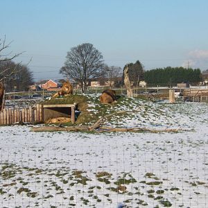 View of Lion enclosure