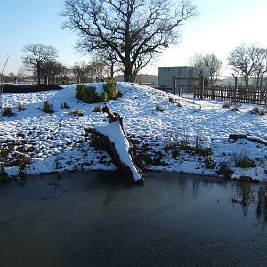 View of Giant Anteater enclosure