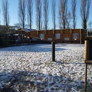 View across the site to the New Guinea Singing Dog and Wolf Hybrid enclosur