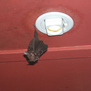 Seba`s Short-tailed Bat
