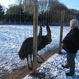 Emu`s and zoochatter