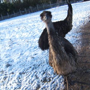 Emu`s
