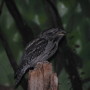 Tawny Frogmouth