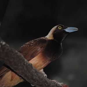 Raggiana Bird-of-Paradise