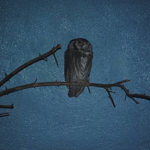 Southern White-Faced Owl