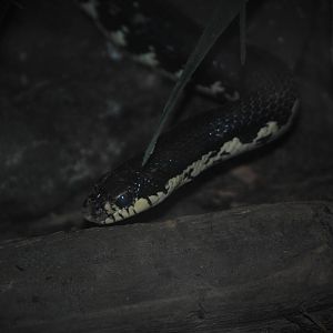 Malagasy Giant Hognose Snake