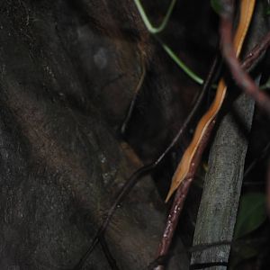 Madagascar Leaf-Nosed Snake