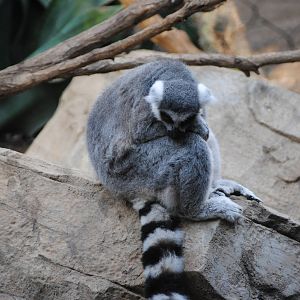 Ring-Tailed Lemur