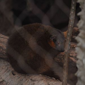 Collared Lemur