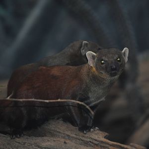 Ring-Tailed Vontsiras