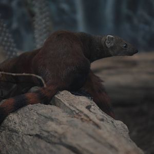 Ring-Tailed Vontsira